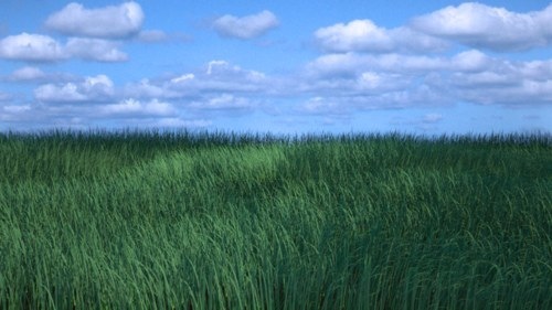 grass-Blender-25.jpg